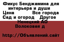 Фикус Бенджамина для интерьера и души › Цена ­ 2 900 - Все города Сад и огород » Другое   . Ненецкий АО,Волоковая д.